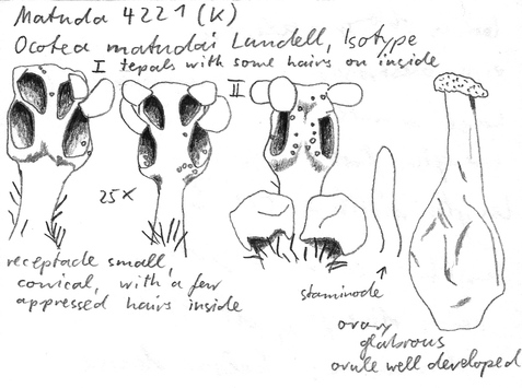 Vorschaubild Ocotea matudai Lundell